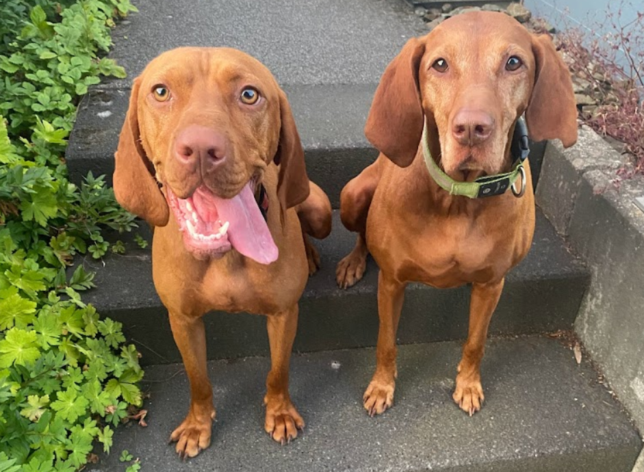Zwei glückliche Vizsla Hunde